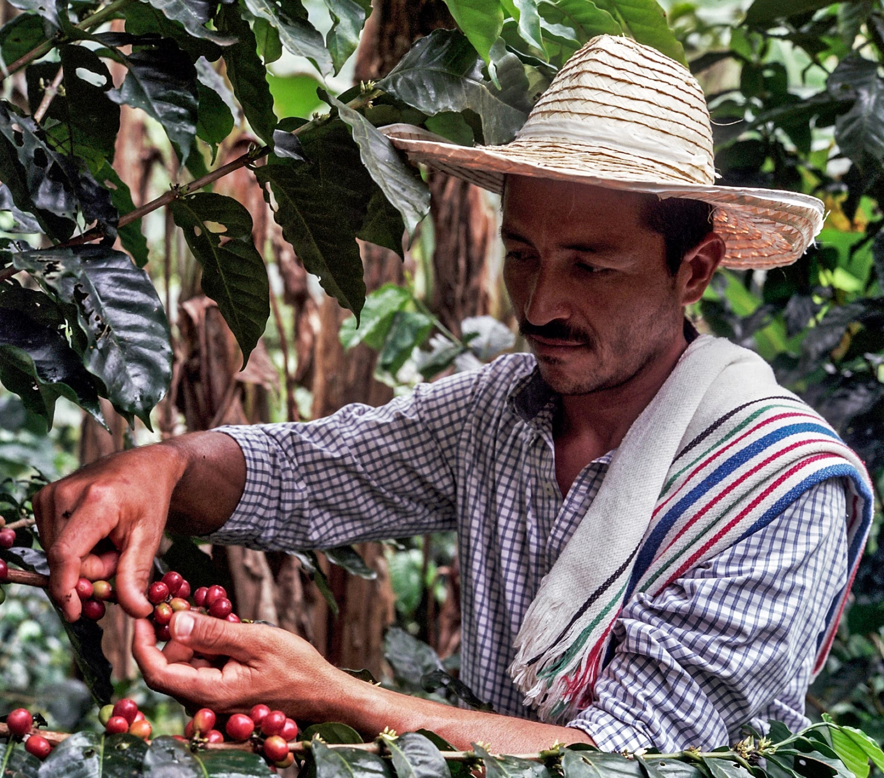 Coffee farmer in the field